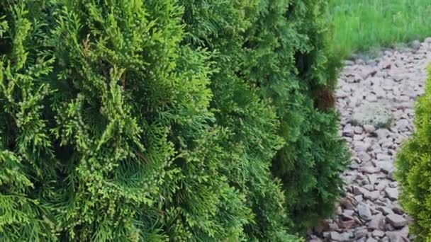 Hermosas ramas de árbol verde Thuja archivo de vídeo . — Vídeos de Stock