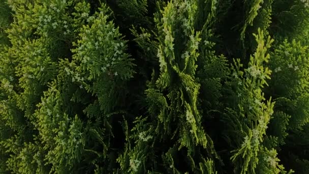 Belles branches d'arbres verts Vidéo de stock de Thuja .