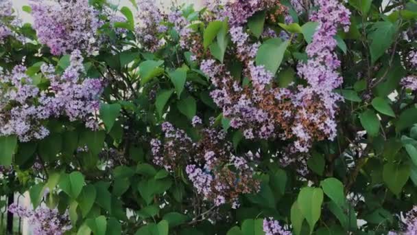 Vackra blommor och blad av lila närbild. — Stockvideo