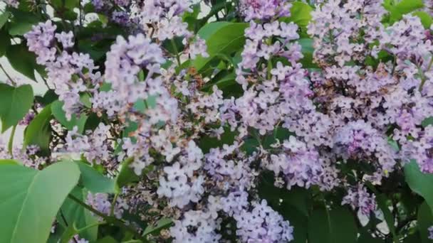 Belles fleurs et feuilles de lilas en gros plan . — Video