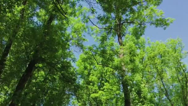 Πράσινα φύλλα και κλαδιά ενός δέντρου στον ήλιο. — Αρχείο Βίντεο