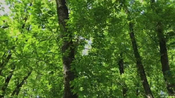 Green leaves and branches of a tree in the sun. — Stock Video