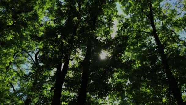 Feuilles vertes et branches d'un arbre au soleil . — Video