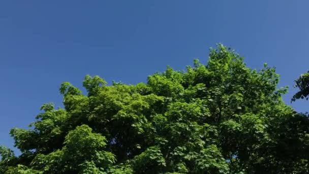 Foglie verdi e rami di un albero al sole . — Video Stock