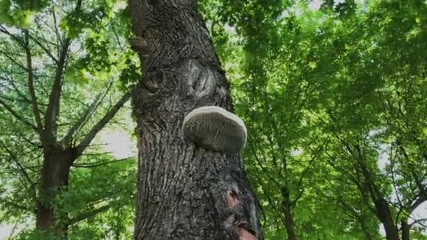 Seta parásito en un árbol en el bosque . — Vídeo de stock