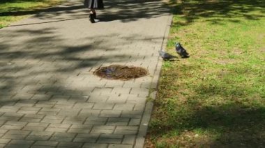Gri güvercinler kaldırım tabakaları üzerinde yürümek.