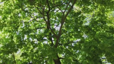 Yaz ormanın içinde yürümek. Ağaçlar kron ve güneş ışınları. UHD 4k.