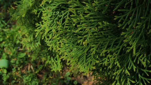 Belles branches d'arbres verts Vidéo de stock de Thuja .