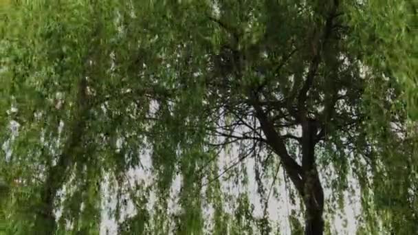 Branches de saule après la pluie avec un vent fort . — Video