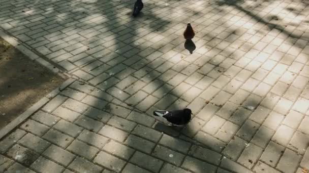 Des pigeons gris marchent sur des dalles de pavage . — Video