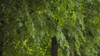 Yaz aylarında şehir parkında ağaçların yeşil dalları.