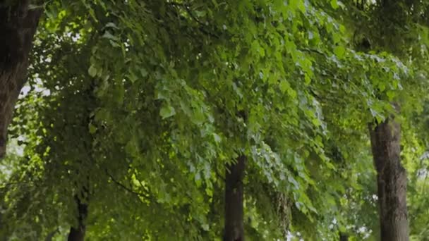 Des branches vertes d'arbres dans le parc de la ville en été .