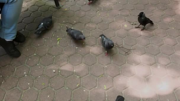 Family feeds pigeons at the park bench. — Stock Video