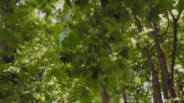 Grønne grene af træer i byens park om sommeren . – Stock-video