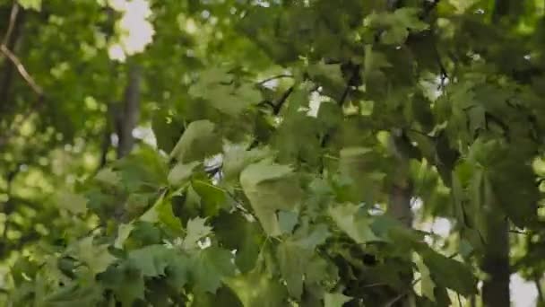 Gröna trädgrenar i stadsparken på sommaren. — Stockvideo