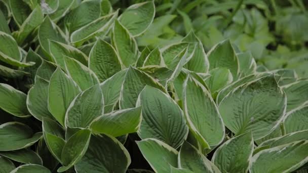 Grote hosta plant met groen en geel laat schommels op de wind buiten. — Stockvideo