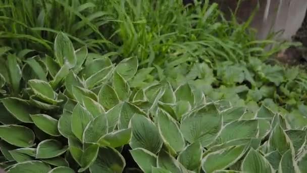 Grande pianta hosta con foglie verdi e gialle oscilla sul vento all'aperto . — Video Stock