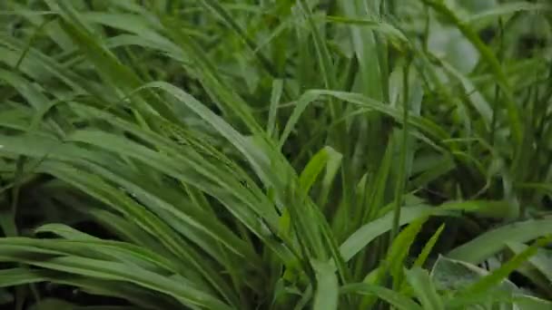 Very beautiful green long leaves of grass. — Stock Video
