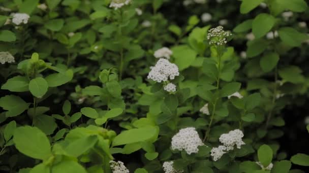 Bloeiende struik van witte lila bloem onder de blauwe hemel. Voorjaarsbloemenconcept — Stockvideo