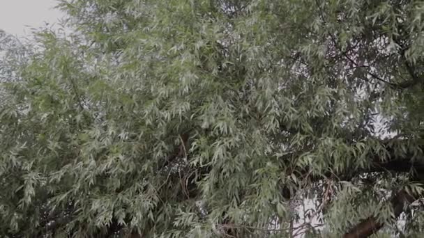 Mooi groen gebladerte van bomen in de zomer. — Stockvideo