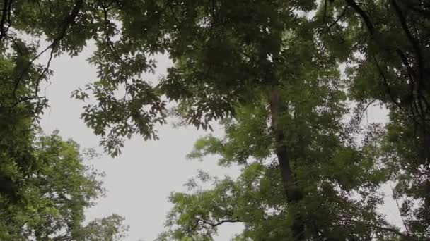 Όμορφο πράσινο φύλλωμα των δέντρων το καλοκαίρι. — Αρχείο Βίντεο
