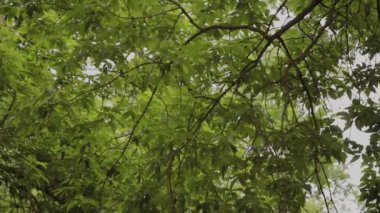 Yaz aylarında ağaçların güzel yeşil yeşillik.
