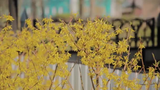 Forsythia çalılar sarı çiçekler açtı. Güneşli bahar günü, çalılar sarı çiçekler açmaya başladı. Güneş ışığında güzel çalı — Stok video