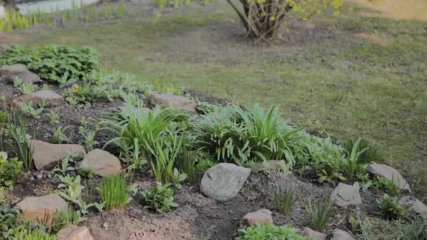その上に植物と美しい緑の花壇. — ストック動画