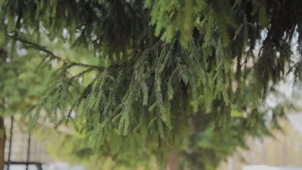 Hermosas ramas verdes comieron en un día soleado . — Vídeo de stock