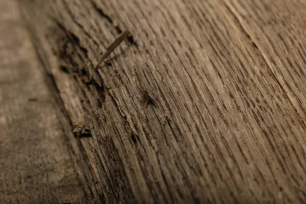 Chapa de roble viejo, textura de madera —  Fotos de Stock