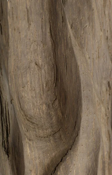 El producto de las raíces del roble, la textura del roble . — Foto de Stock