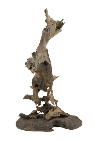 Product from the roots of oak in white background.