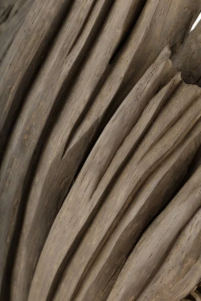 Le produit des racines de chêne, la texture de chêne . — Photo