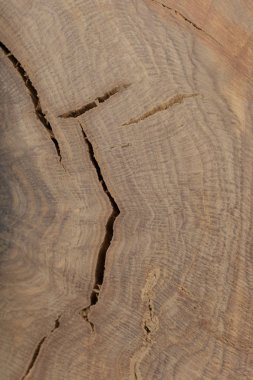 Eski oyma lekeli meşe güzel doku.