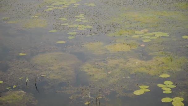 Hermosos lirios de agua verde en el río en un día soleado . — Vídeos de Stock