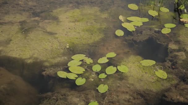 Prachtige groene waterlelies op de rivier op een zonnige dag. — Stockvideo