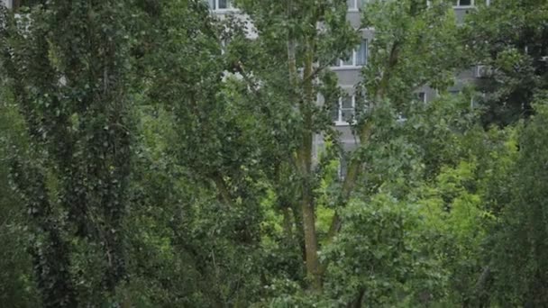 Πράσινες κορώνες των δέντρων ανάμεσα στα σπίτια. — Αρχείο Βίντεο