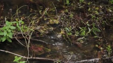 Bir orman deresinde su akar.