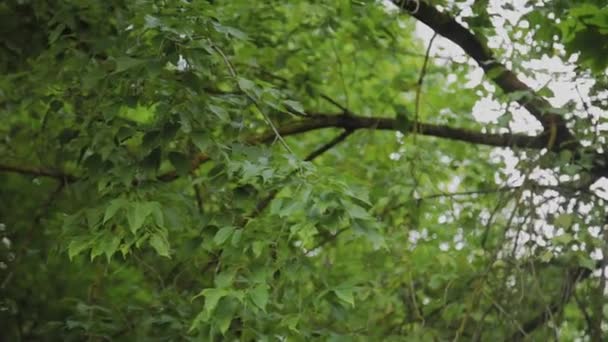 Árboles del bosque verde contra el cielo en primavera . — Vídeo de stock