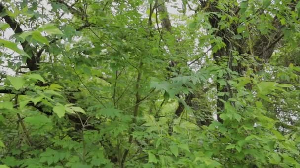 Árvores florestais verdes contra o céu na primavera . — Vídeo de Stock