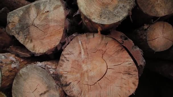 倒下的木头落在森林里的树干上。折叠成一堆采伐原木。砍伐的树木落在一堆柴火。切的日志被堆放在一片森林。仍在周围的夏季森林. — 图库视频影像