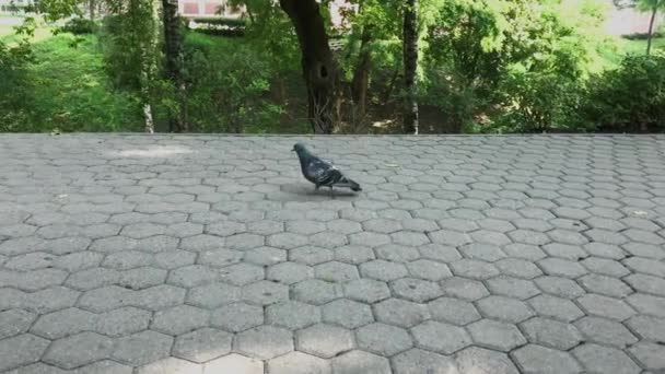 Las palomas caminan por el terraplén con una baldosa de piedra . — Vídeos de Stock