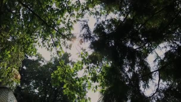 Schöne große Kirche zwischen den Bäumen an einem sonnigen Tag. — Stockvideo