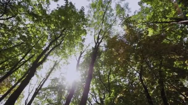 Green crowns of trees below against a blue sky. — Stock Video