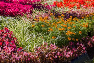 Parkta çiçekleri olan güzel, parlak bir çiçek tarlası..