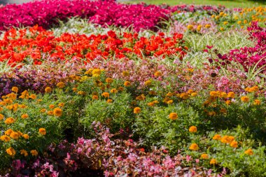 Parkta çiçekleri olan güzel, parlak bir çiçek tarlası..
