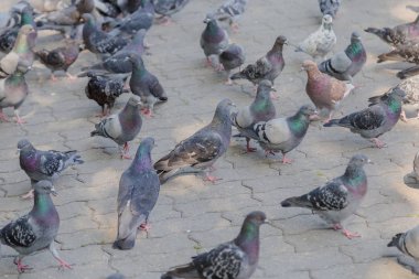 Parktaki kaldırımda gri güvercinler.