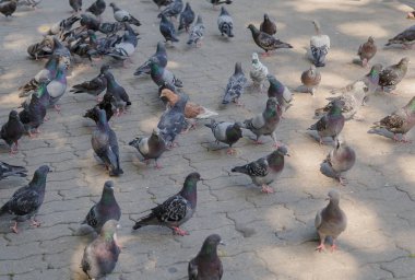 Parktaki kaldırımda gri güvercinler.