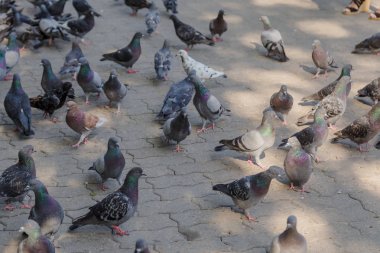 Parktaki kaldırımda gri güvercinler.