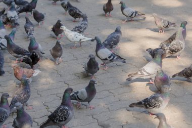 Parktaki kaldırımda gri güvercinler.